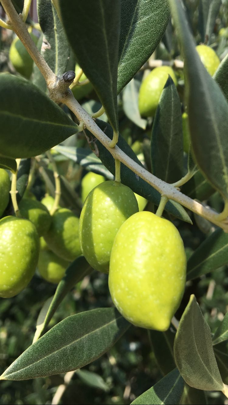 OLIVI ORNAMENTALI VENDITA